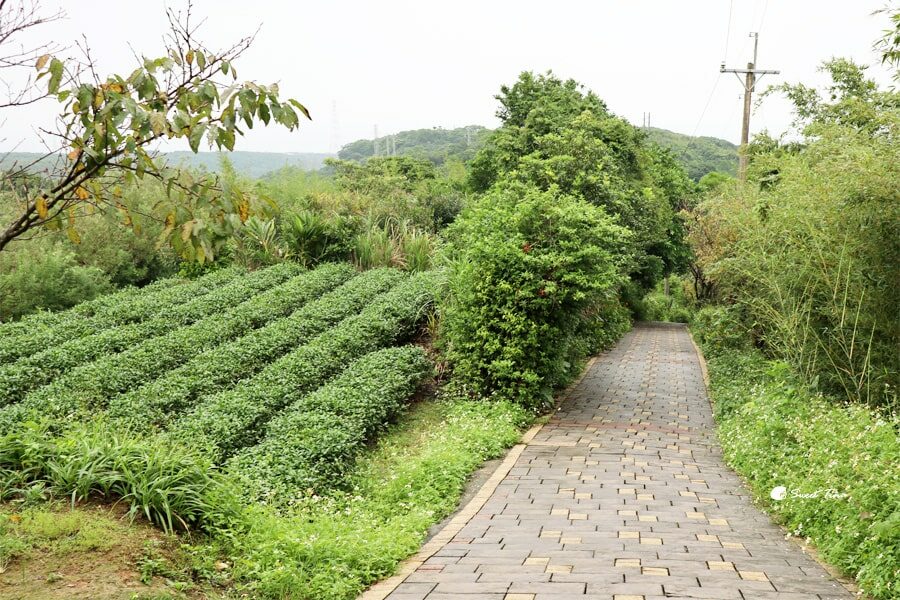 茶山步道