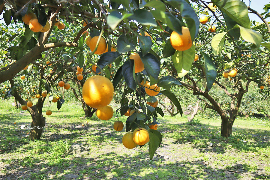 橘發香觀光果園