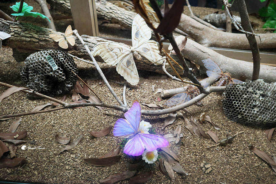 【南投埔里景點】木生昆蟲博物館 – 零距離接觸蝴蝶及昆蟲 / 生態導覽 / 室內親子景點