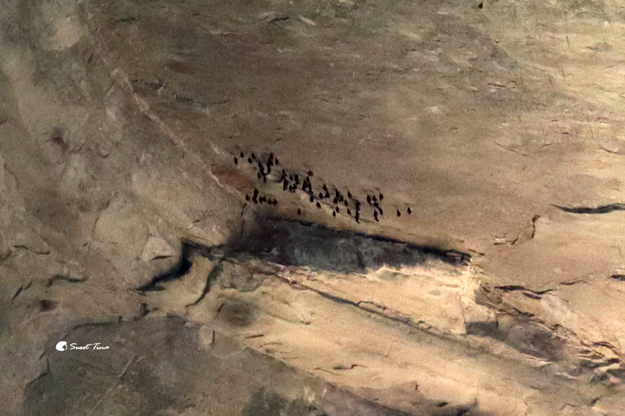 桃園景點 | 三民蝙蝠洞 – 天然水濂洞景觀 / 輕鬆步行即可到達，幸運還能看見蝙蝠