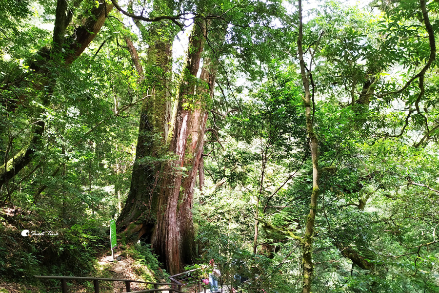桃園景點 | 拉拉山神木群步道 – 與千年巨木共舞享受芬多精／適合親子同行