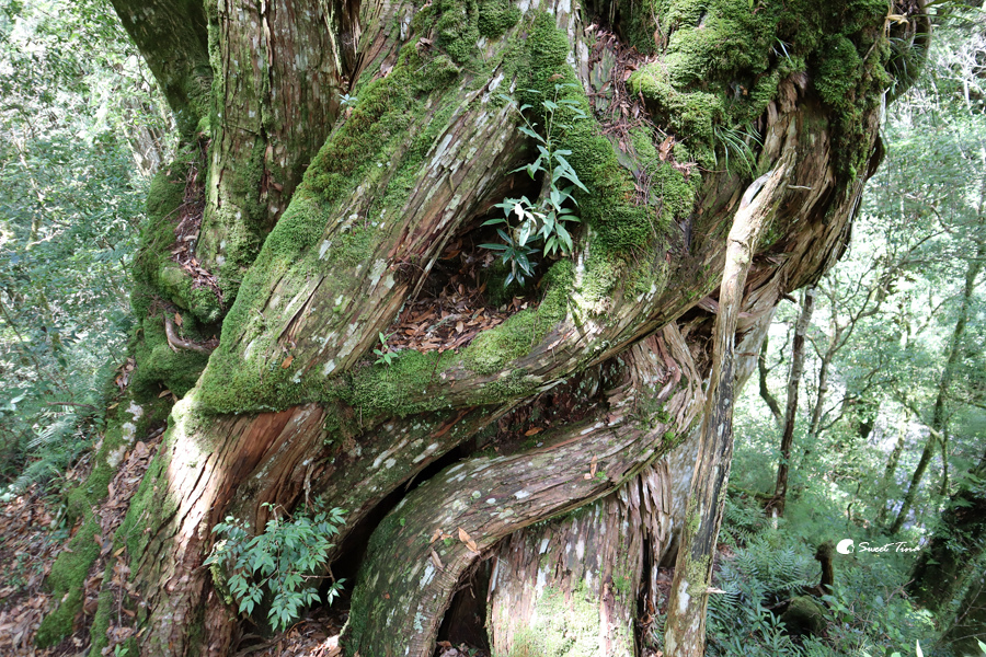 桃園景點 | 拉拉山神木群步道 – 與千年巨木共舞享受芬多精／適合親子同行