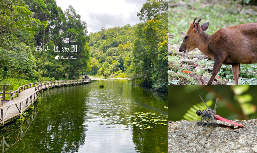 【宜蘭員山景點】福山植物園 – 探索動植物的生態園區 / 山羌就在身邊圍繞 / 線上入園申請 / 免費親子景點 @Sweet Tina 樂在生活分享