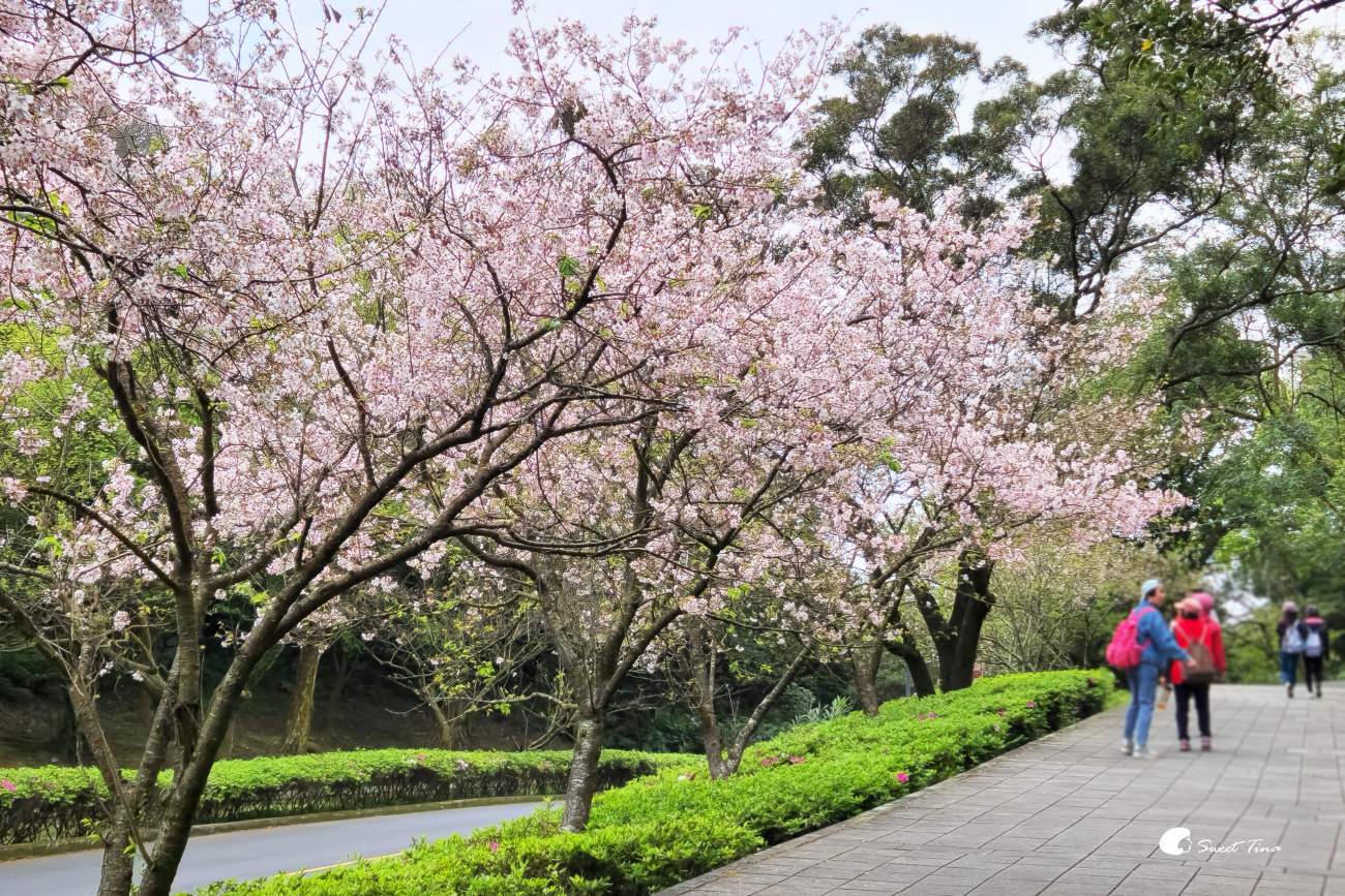 台北景點 | 陽明山花鐘 – 吉野櫻與杜鵑花美不勝收