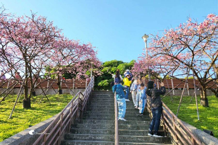 樂活公園櫻花季