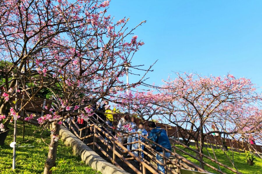 樂活公園櫻花季