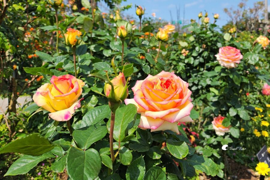 台北景點| 臺北玫瑰園– 來自世界各地的嬌豔玫瑰，花博免費賞花景點@Sweet Tina 樂在生活分享